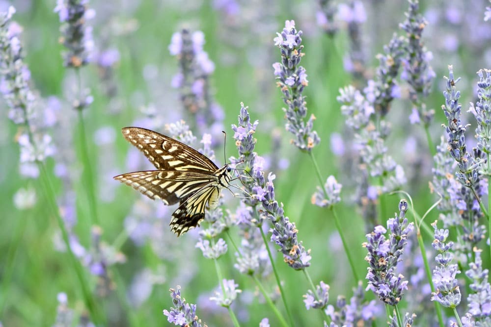 社会貢献できる！就労支援事業所A型の管理者（候補）の求人です！